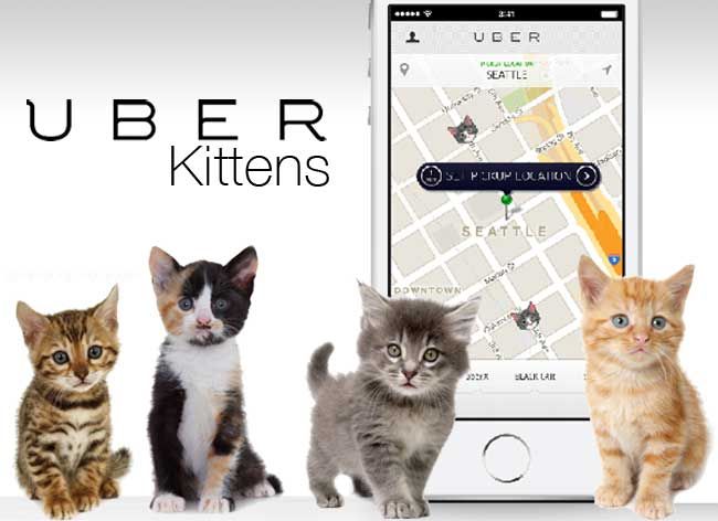 uber kittens